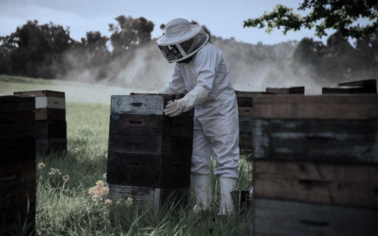 About Tennessee Bees