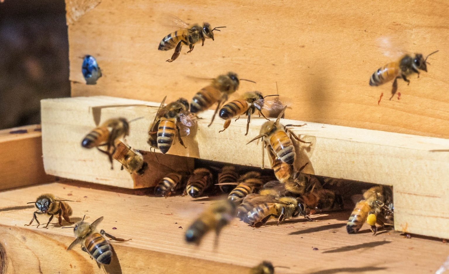 Winter Bees Tennessee Bees